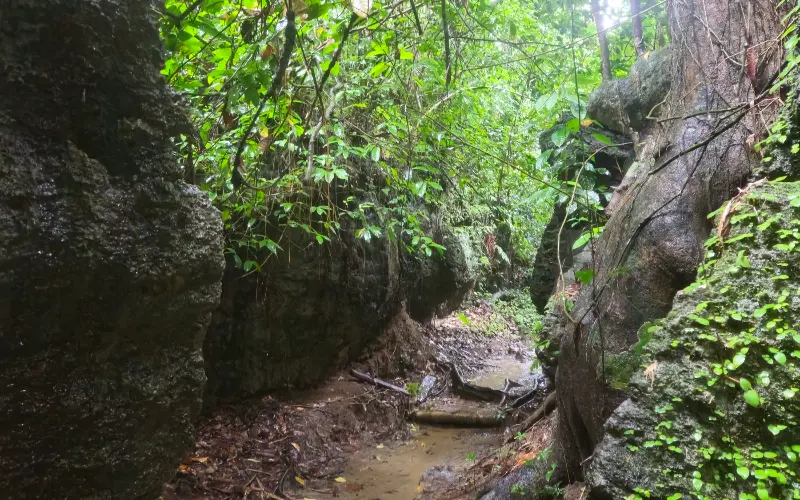 Limestone gorge trail on Baratang Island in the Andamans